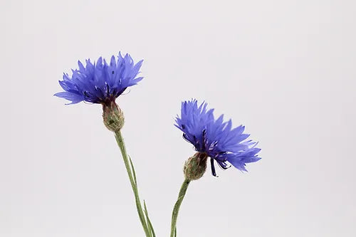 VERBLÜHMEINNICHT Kornblumen-Saat - "Ein kleiner Mutmacher für Dich"