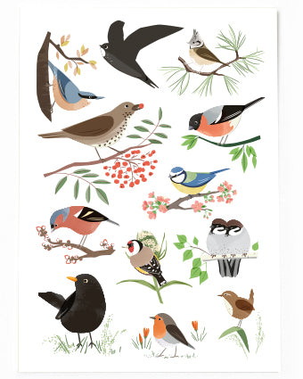VIERUNDFÜNZIG Postkarte "Heimische Vögel"